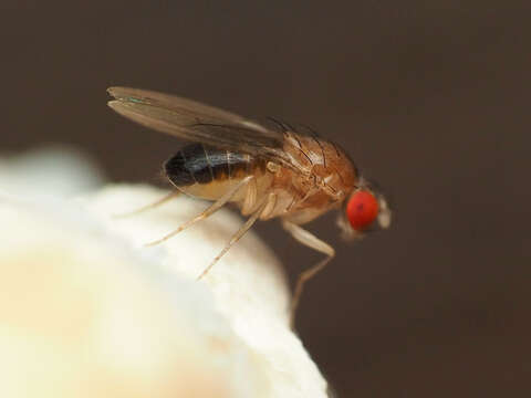 Hirtodrosophila duncani (Sturtevant 1918) resmi