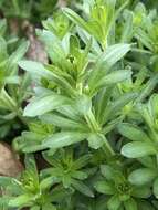 Image of Galium album subsp. album