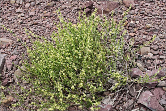 Sivun Galium gaudichaudii DC. kuva