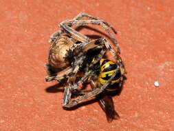 Image of Gray Cross Spider