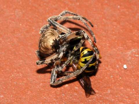 Image of Gray Cross Spider