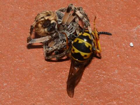 Image of Gray Cross Spider