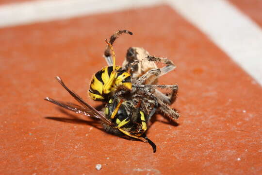 Image of Gray Cross Spider