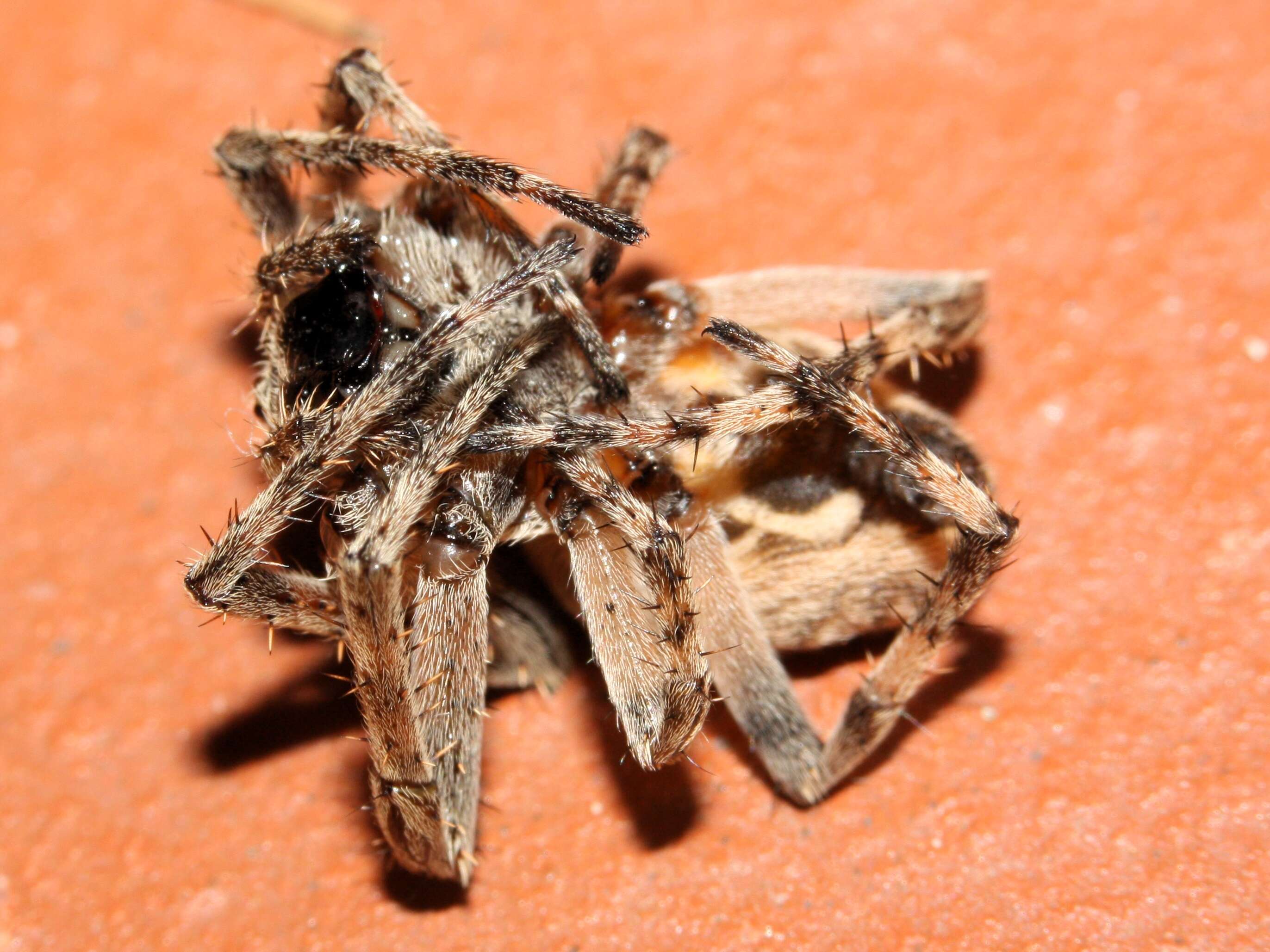 Image of Gray Cross Spider