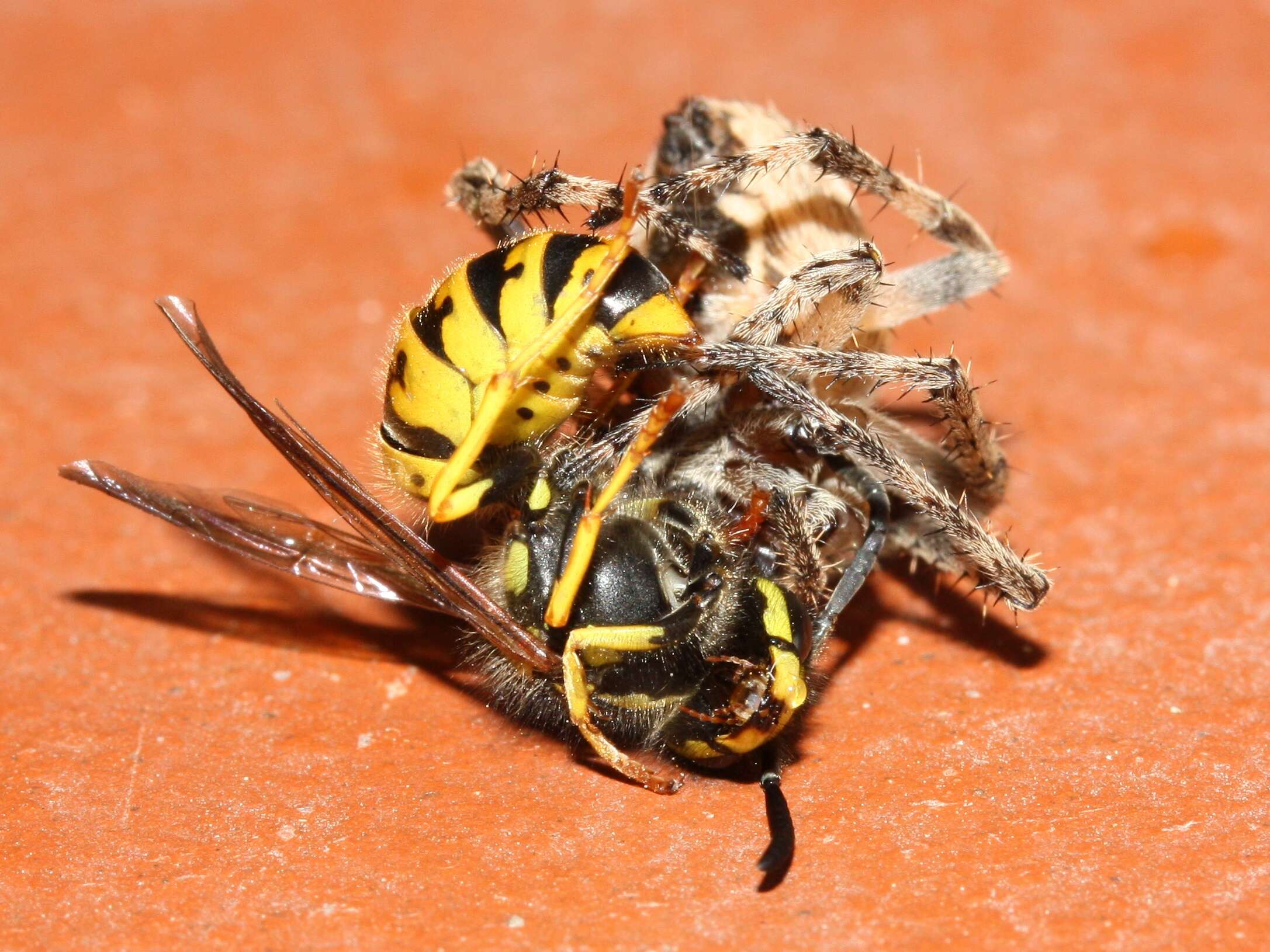 Image of Gray Cross Spider