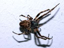 Image of Gray Cross Spider