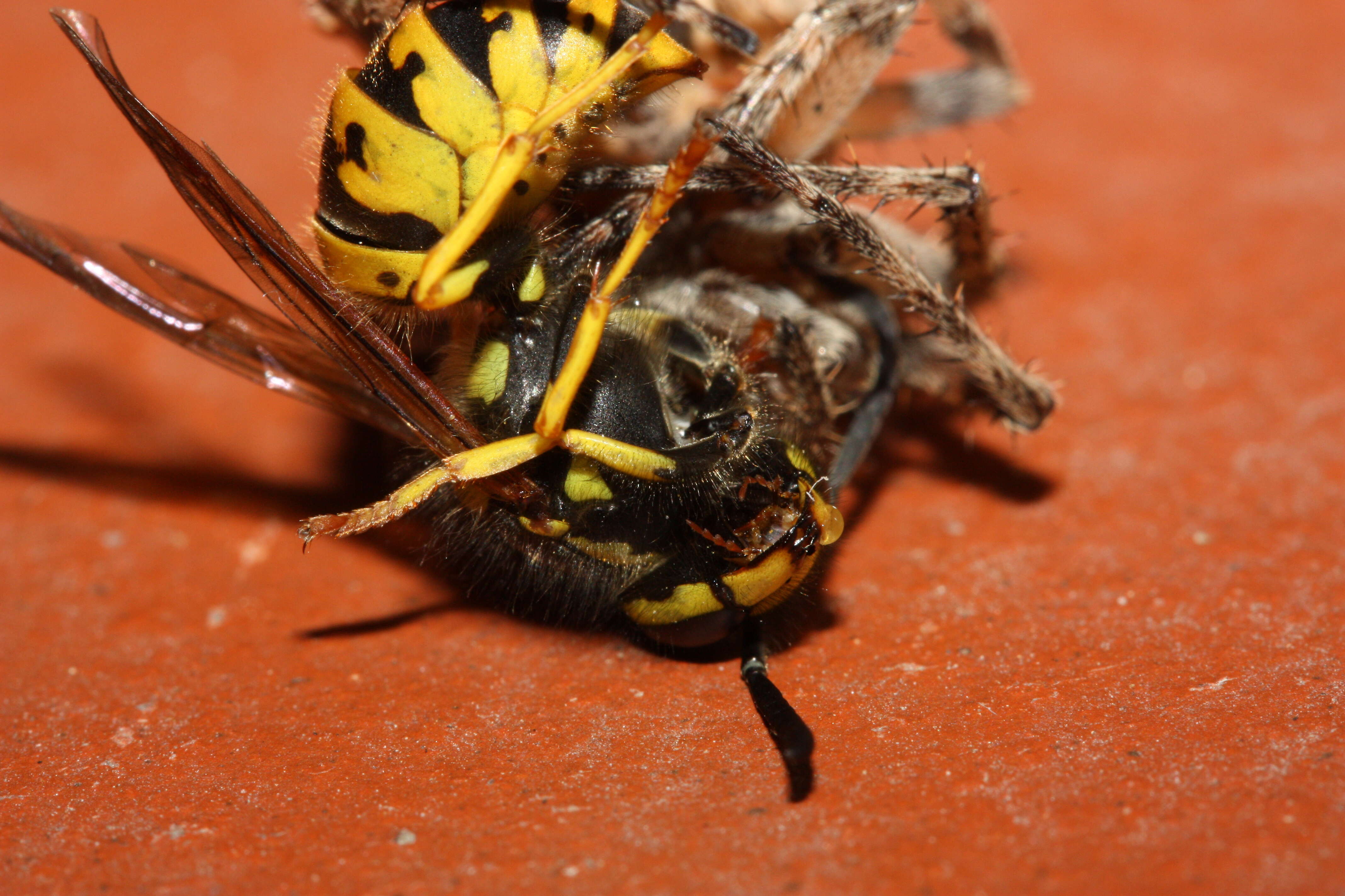 Image of Gray Cross Spider