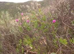 Image of Drosanthemum longipes (L. Bol.) Hartmann