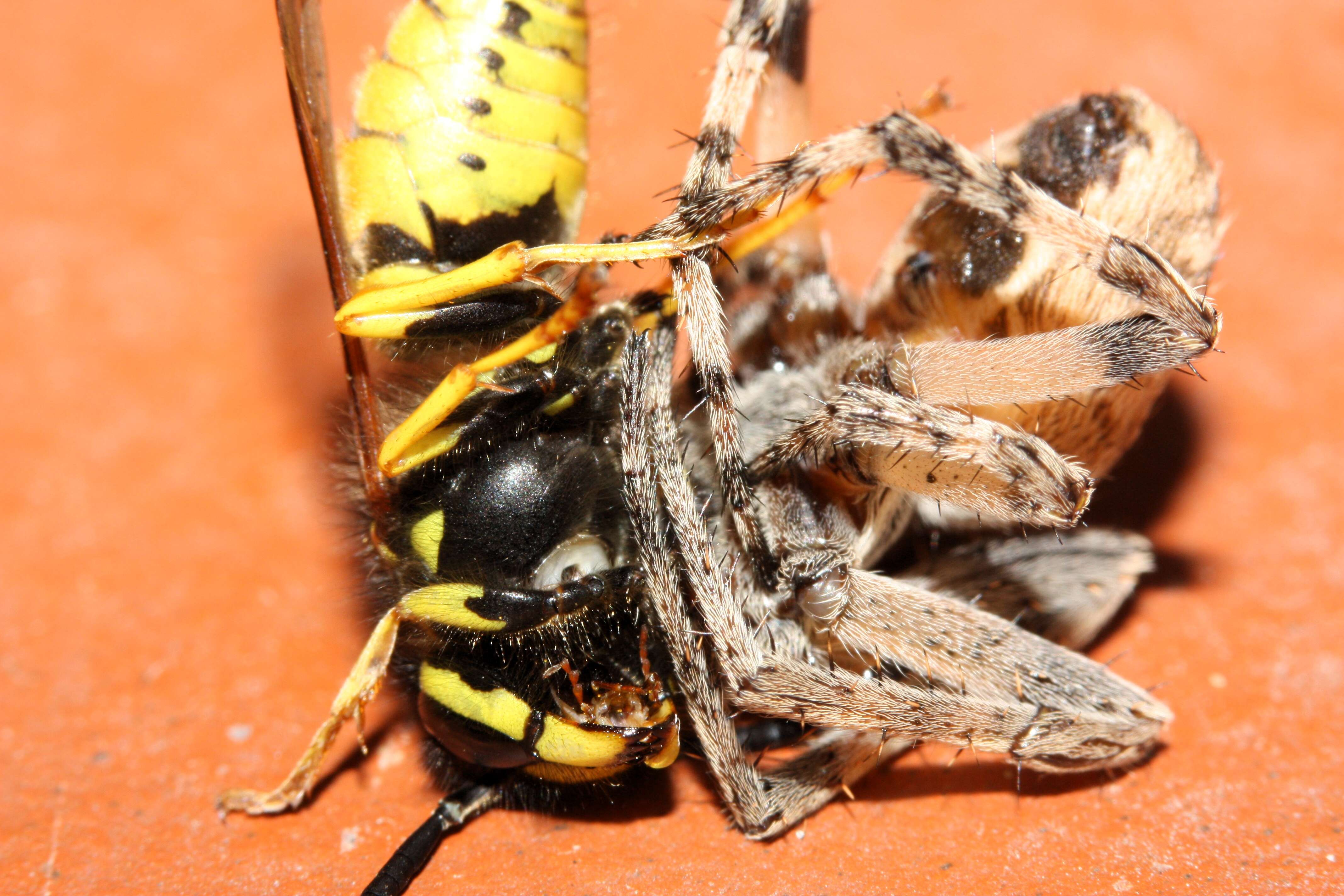 Image of Gray Cross Spider