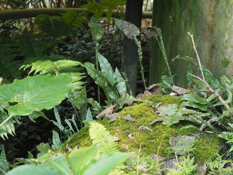 Imagem de Leptochilus wrightii (Hook.) X. C. Zhang