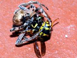 Image of Gray Cross Spider