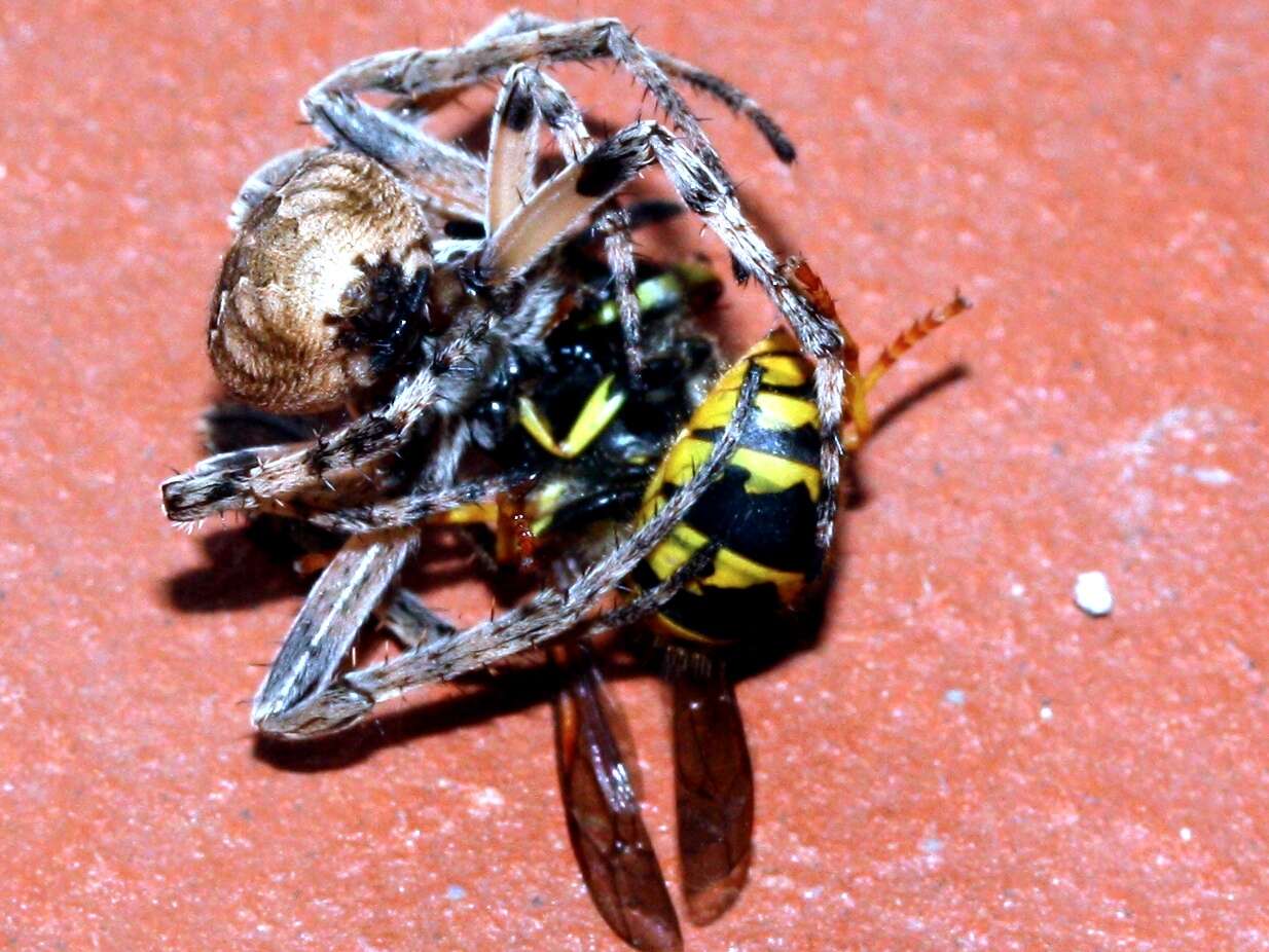 Image of Gray Cross Spider