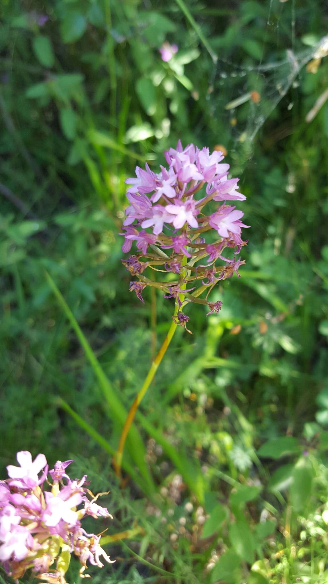 صورة Anacamptis pyramidalis (L.) Rich.