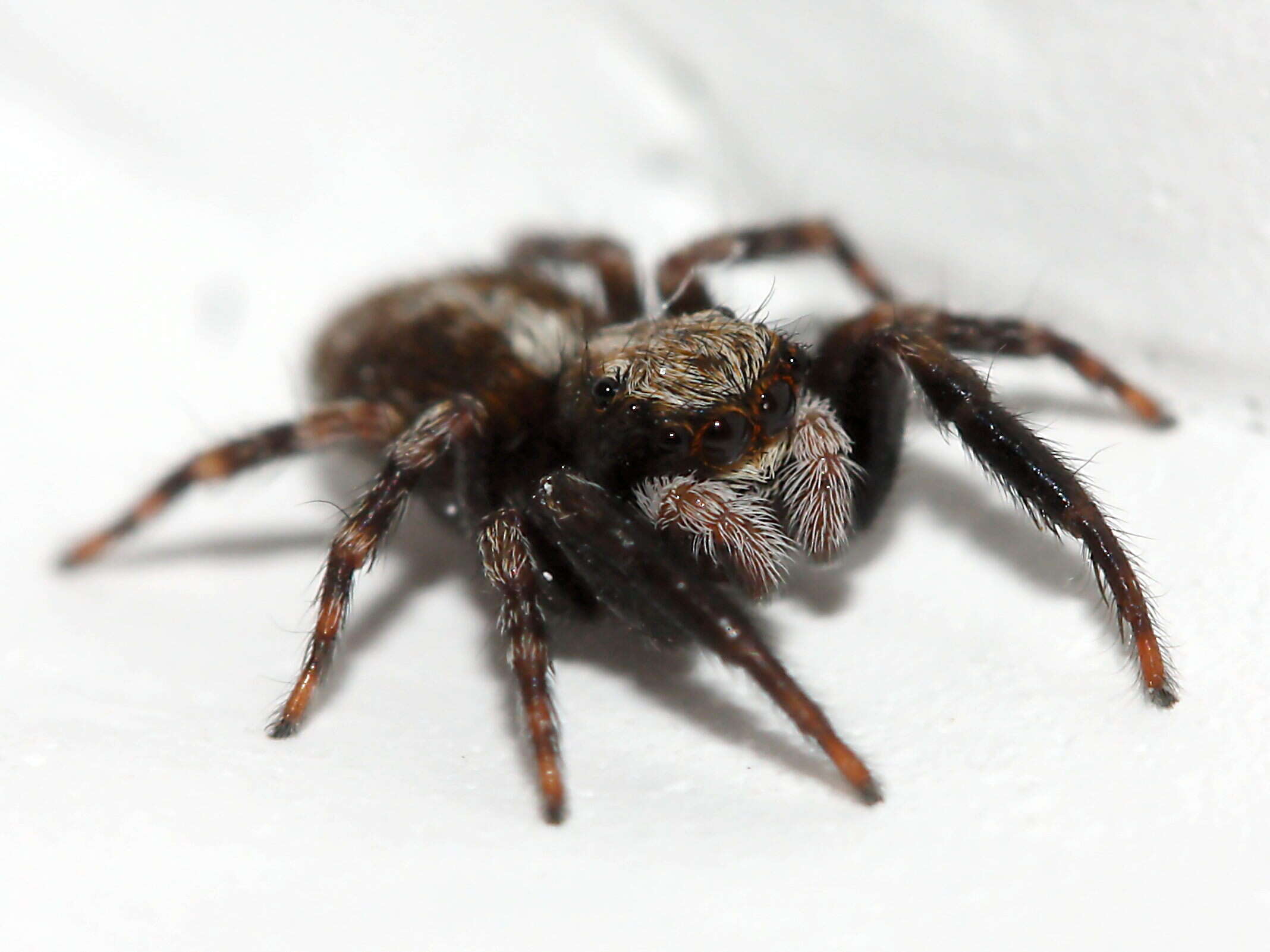 Image of Jumping spider