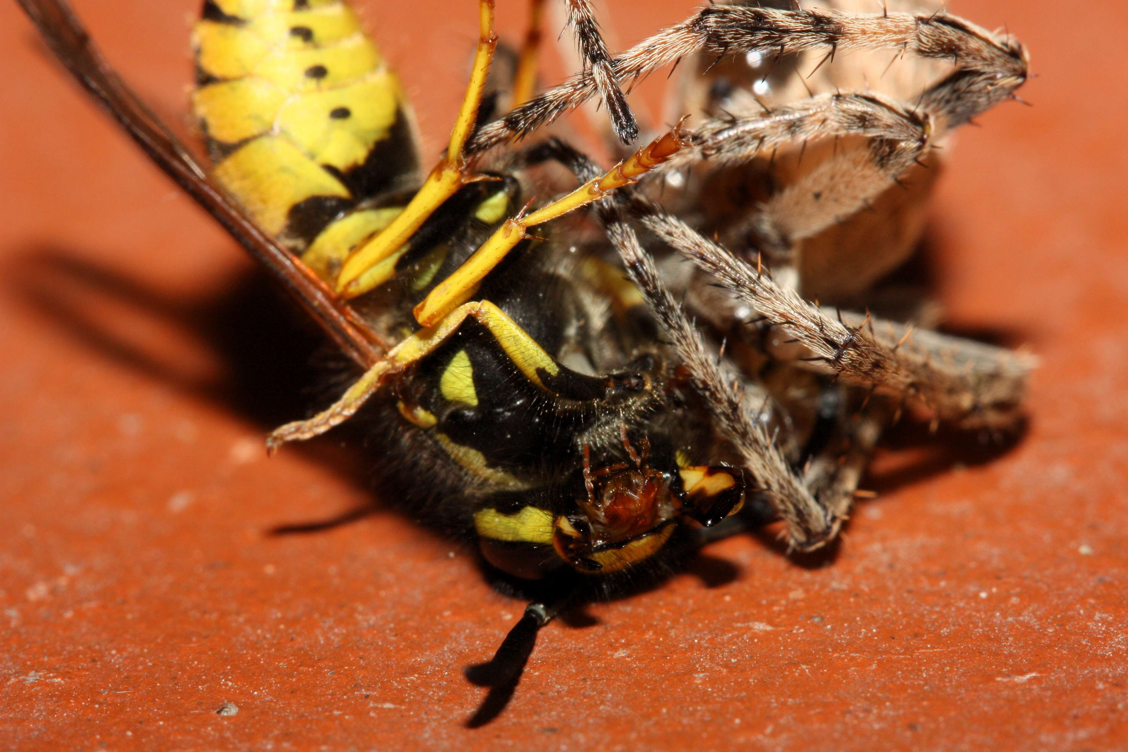 Image of Gray Cross Spider