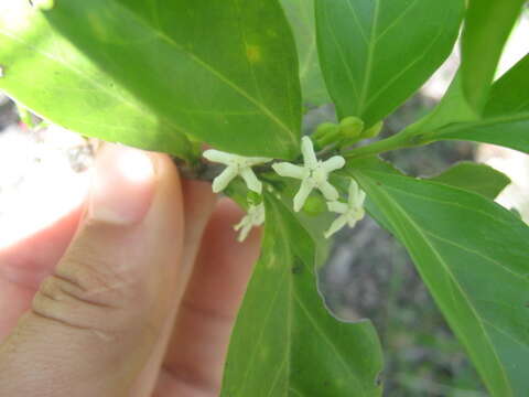 Image of Cyclophyllum coprosmoides (F. Muell.) S. T. Reynolds & R. J. F. Hend.