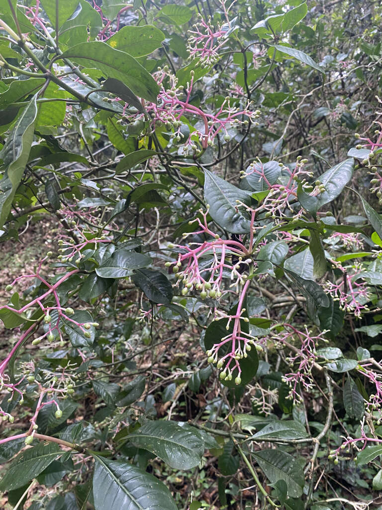 Imagem de Chassalia ternifolia (Baker) Bremek.