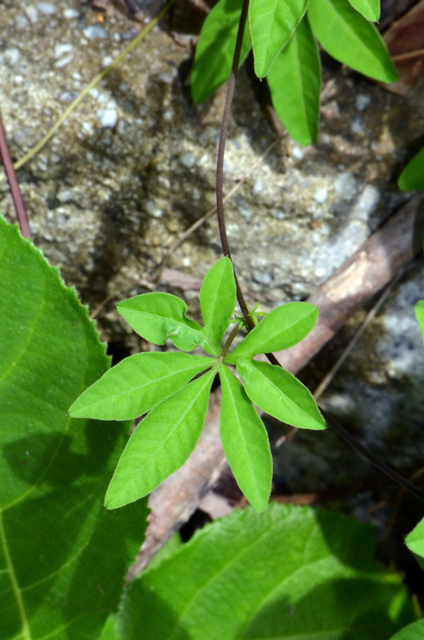 Image of mile a minute vine