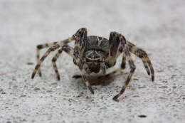 Image of Gray Cross Spider