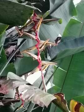 Image of Heliconia griggsiana L. B. Sm.