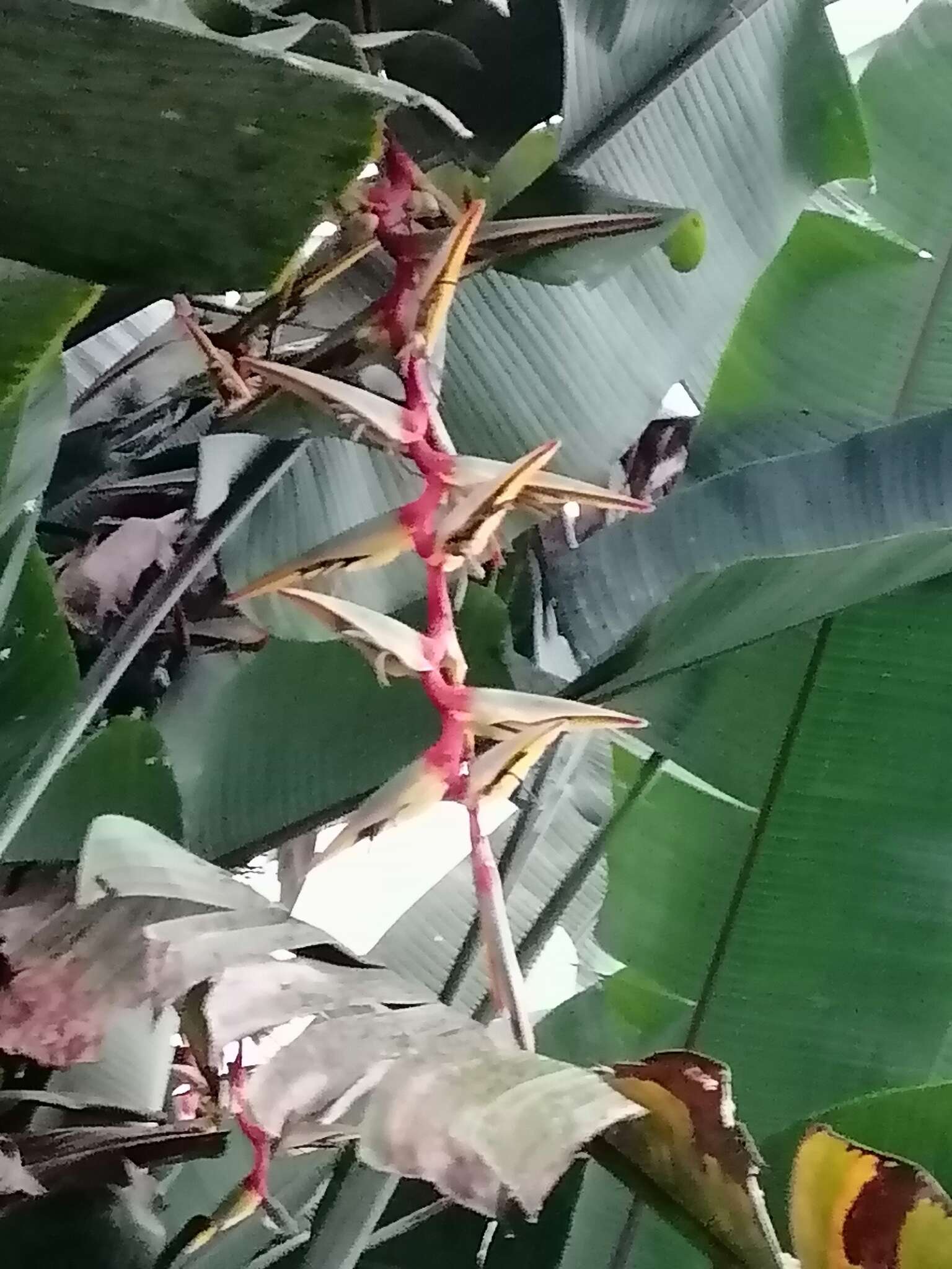 Image of Heliconia griggsiana L. B. Sm.