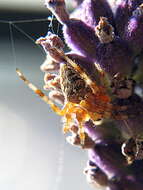 Image of Garden spider