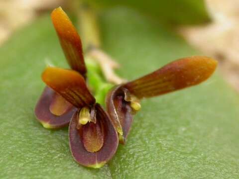 Image of Acianthera micrantha (Barb. Rodr.) Pridgeon & M. W. Chase