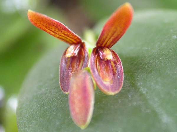 Image of Acianthera micrantha (Barb. Rodr.) Pridgeon & M. W. Chase