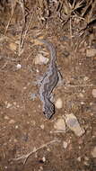 Image of Eastern Spiny-tailed Gecko