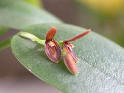 Image of Acianthera micrantha (Barb. Rodr.) Pridgeon & M. W. Chase