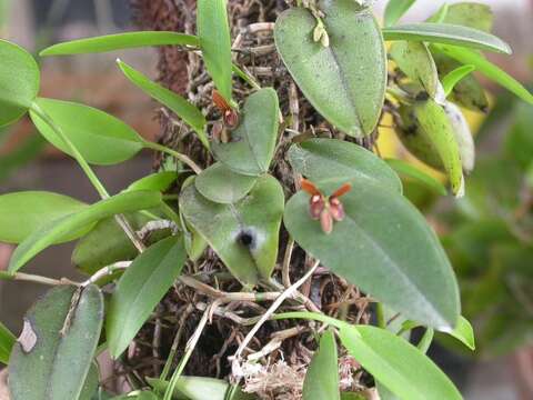 Image of Acianthera micrantha (Barb. Rodr.) Pridgeon & M. W. Chase