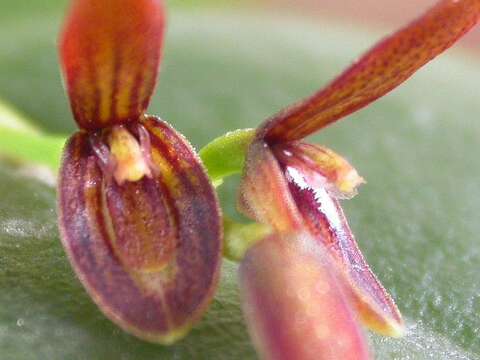 Image of Acianthera micrantha (Barb. Rodr.) Pridgeon & M. W. Chase