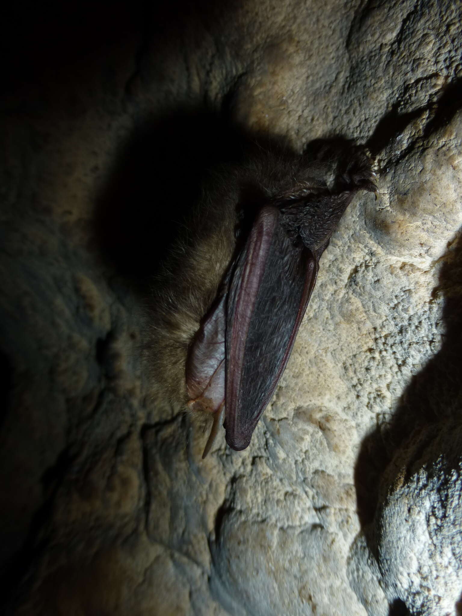 Image of Brown long-eared bat