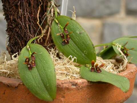 Image of Acianthera micrantha (Barb. Rodr.) Pridgeon & M. W. Chase