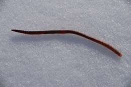 Image of Earthworm