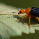 Image of Tomapoderus ruficollis (Fabricius & J. C. 1781)