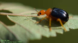 Image of Tomapoderus ruficollis (Fabricius & J. C. 1781)