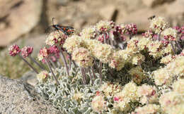 Imagem de Eriogonum ovalifolium var. nivale (Canby ex Coville) M. E. Jones