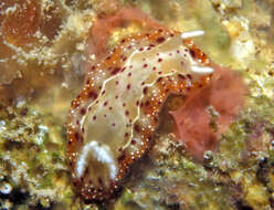 Image of Goniobranchus decorus (Pease 1860)