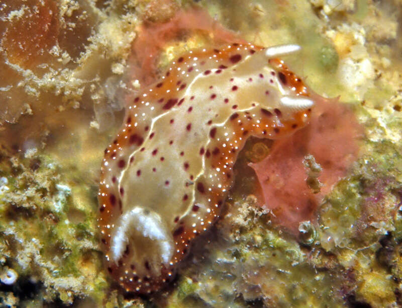 Image of Goniobranchus decorus (Pease 1860)