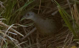 Image of Ash-throated Crake