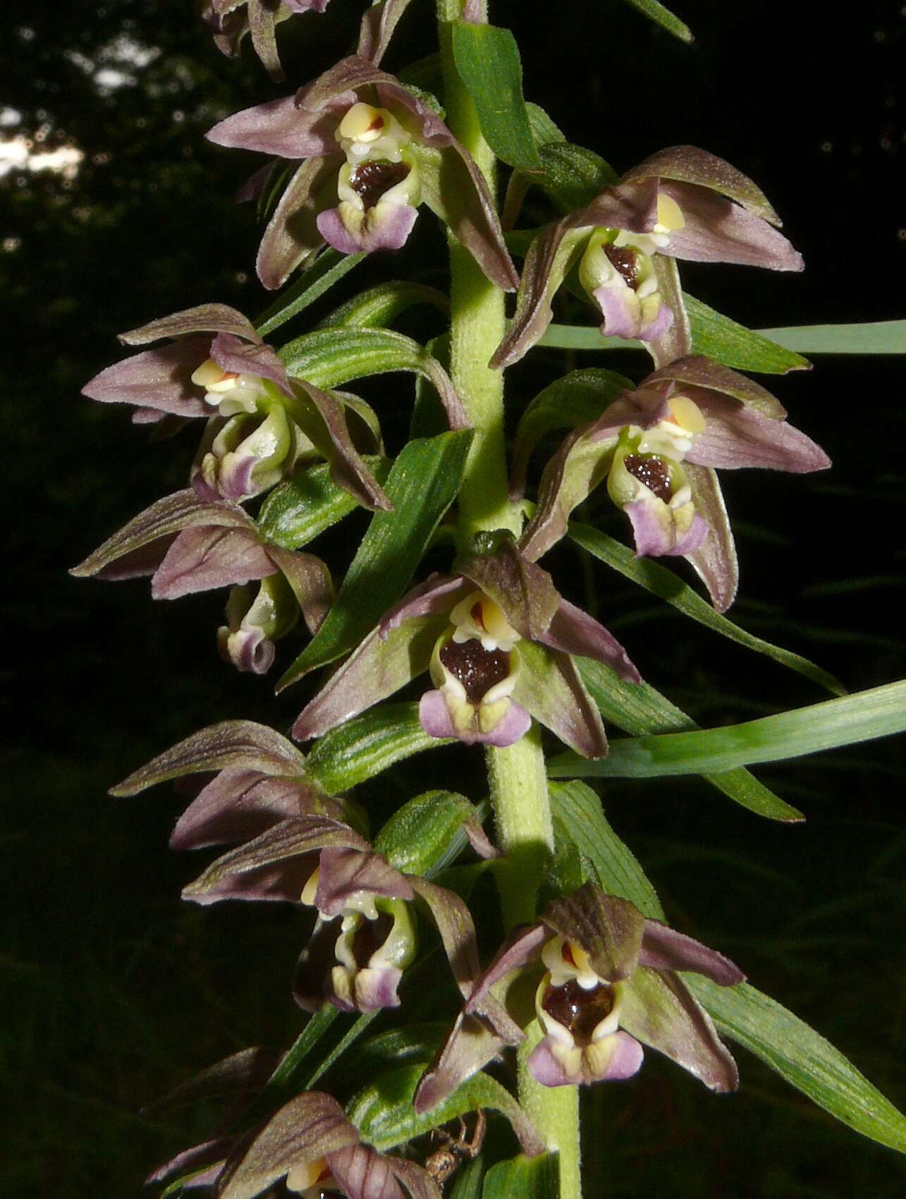 Imagem de Epipactis helleborine (L.) Crantz