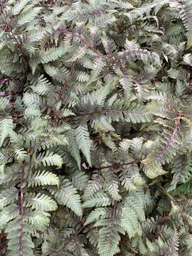 Image of Athyrium niponicum (Mett) Hance