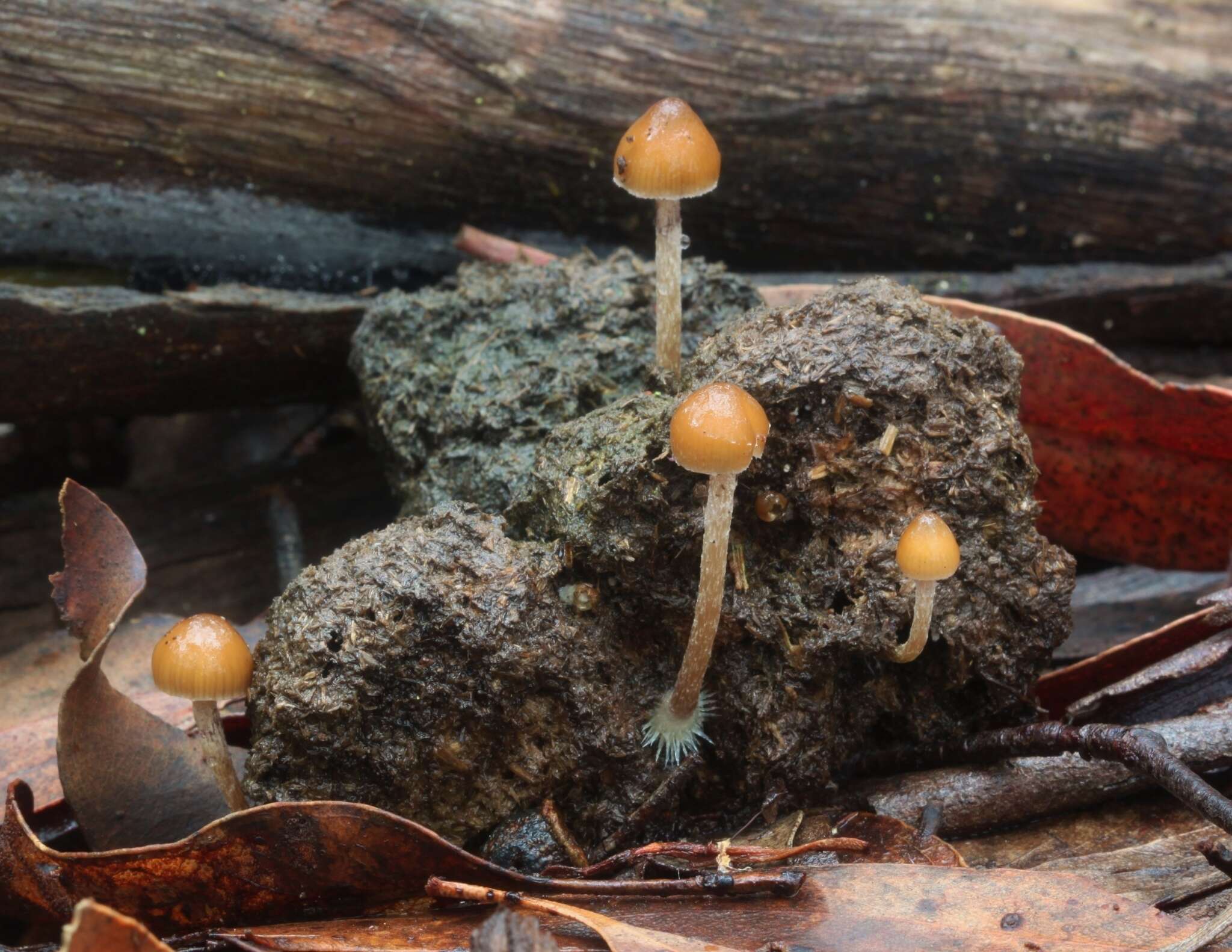 Image of Psilocybe alutacea Y. S. Chang & A. K. Mills 2006