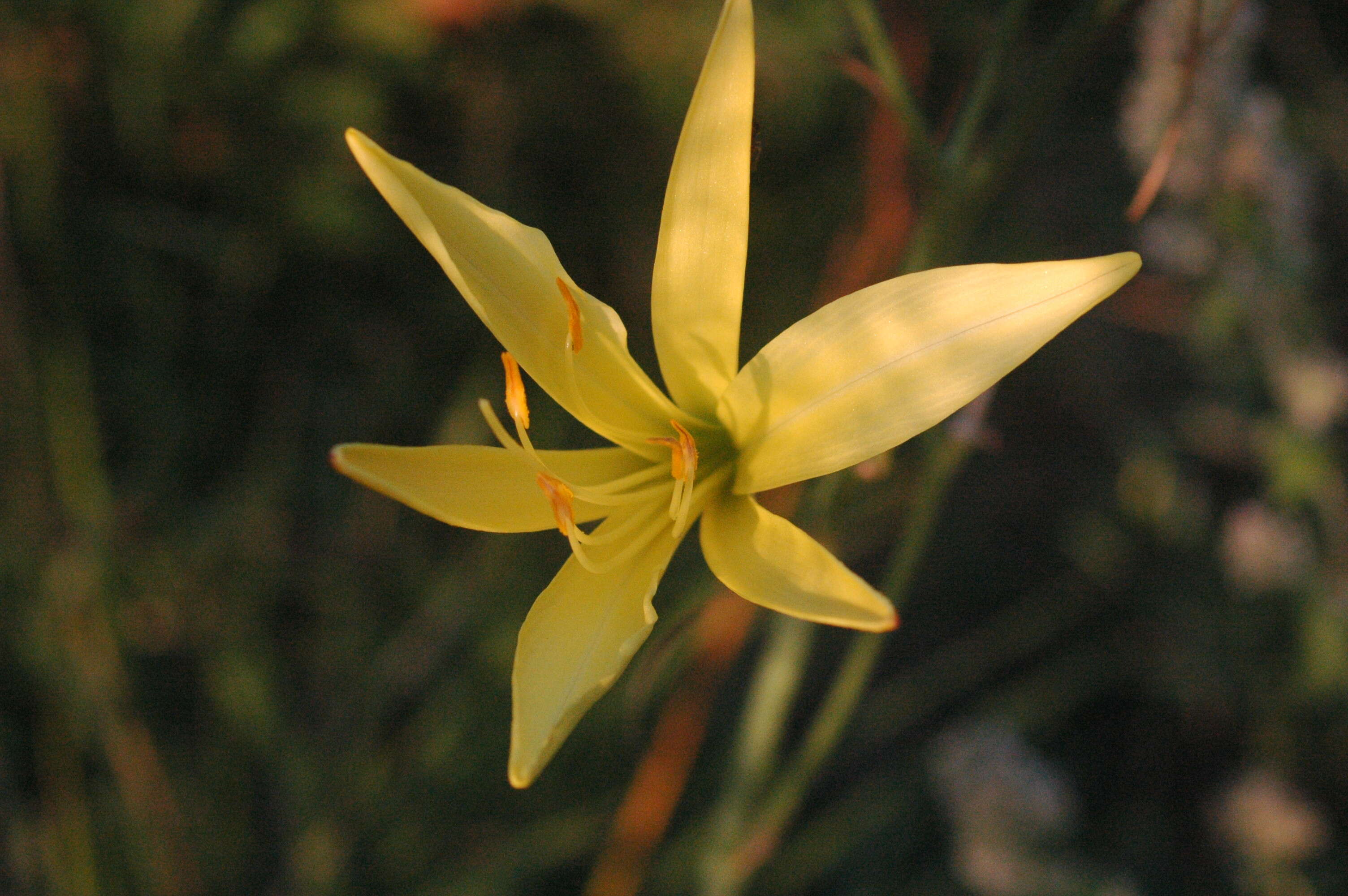 Image de Hemerocallis citrina Baroni