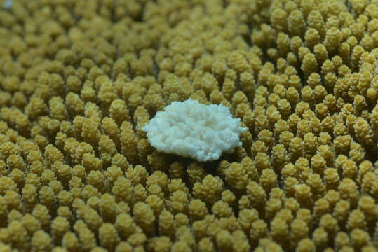 Image of Brush Coral