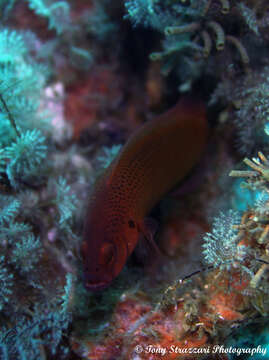 Plancia ëd Pseudochromis moorei Fowler 1931