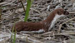 Image of Mustela erminea kaneii (Baird 1857)