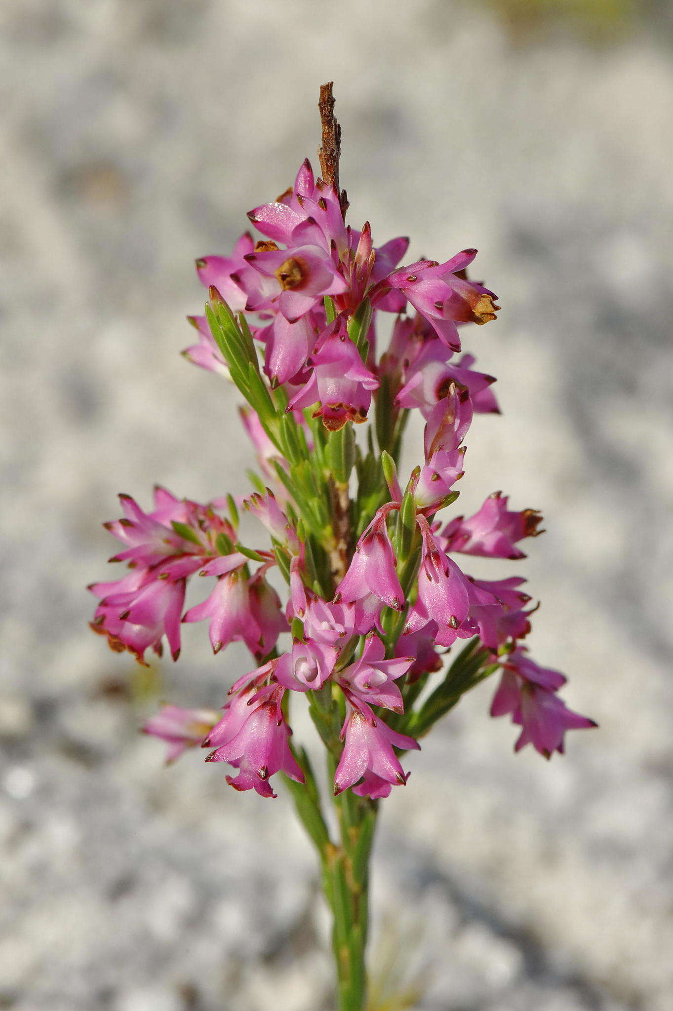 Image of Erica corifolia var. corifolia