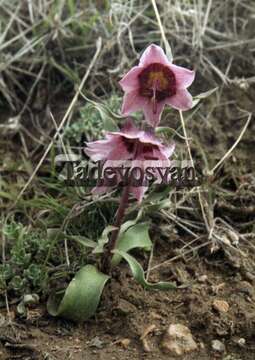 Image of Fritillaria gibbosa Boiss.